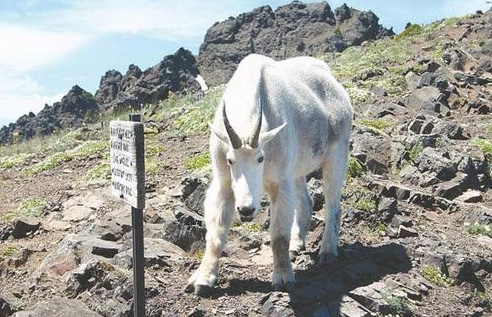 mtn goat