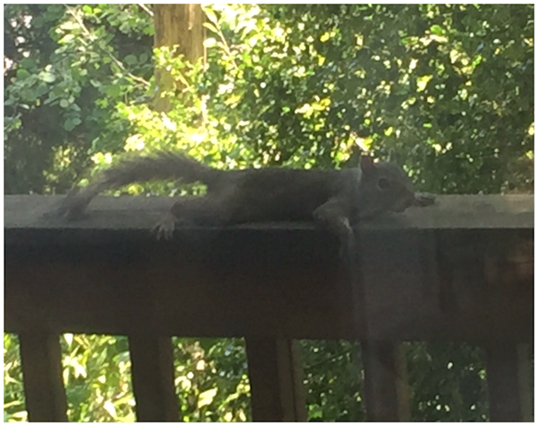 hot squirrel